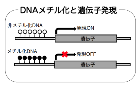 遺伝子制御