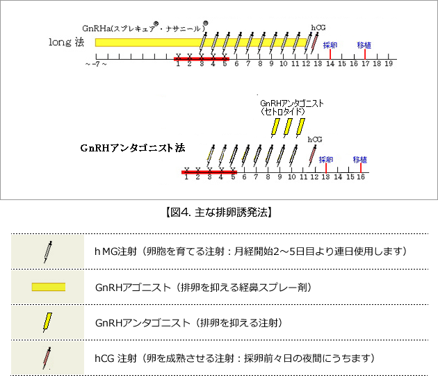 卵巣刺激の概要