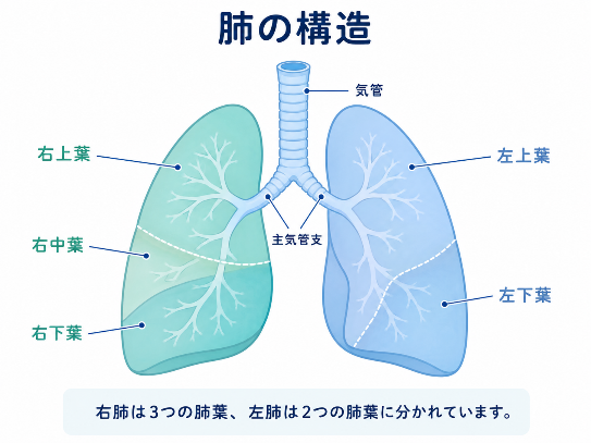肺の構造