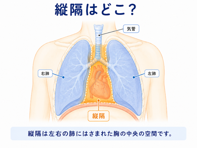 縦隔はどこ?